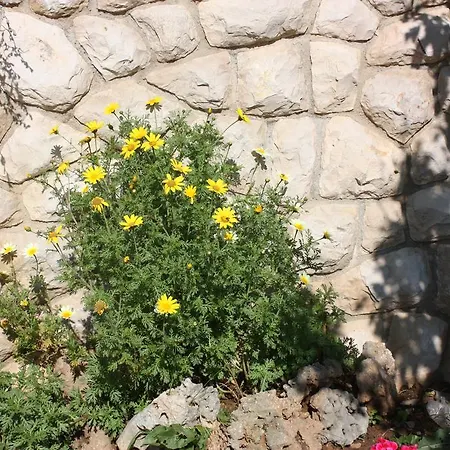Jadranka 公寓